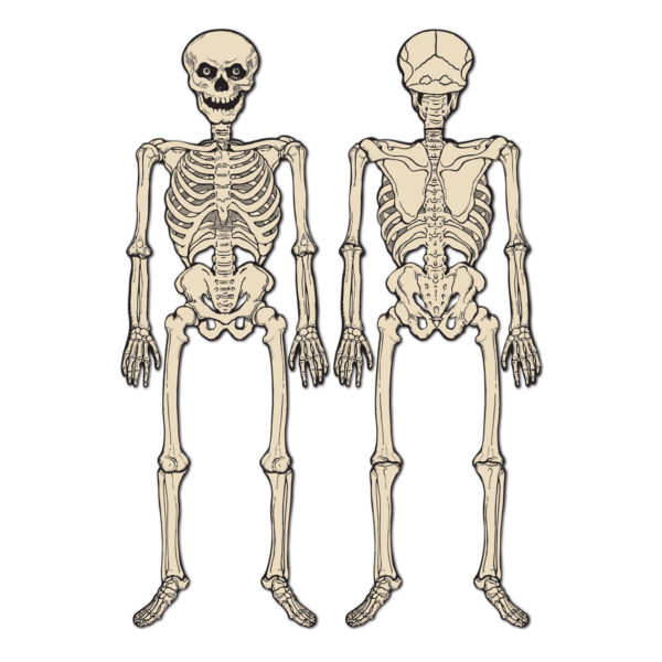 Vintage Jointed Skeleton
